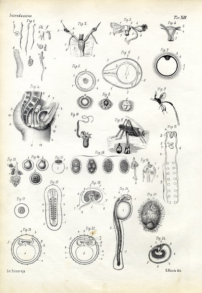 Reproductive Organ by Raimundo Petraroja